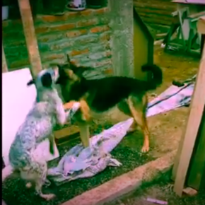 Sebastian Rodolfo Alvarez - Manual para crear tu performance.