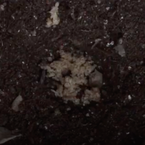 Natalia Silva Valenzuela - Migajas